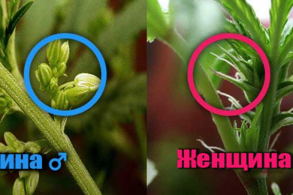 Забыл пароль от кракен
