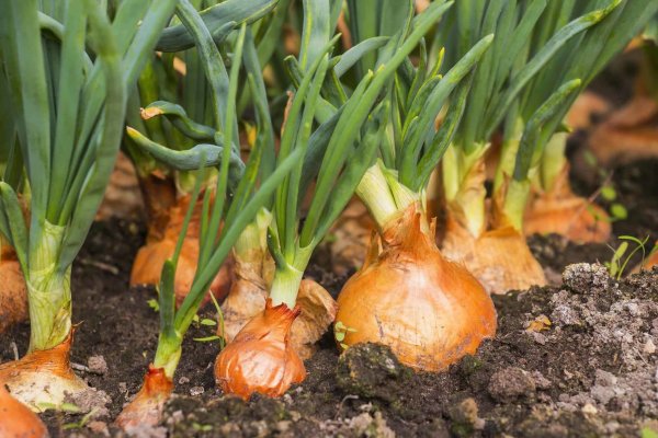 Сайты по продаже наркотиков