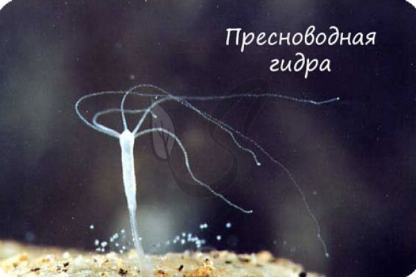 Даркнет сайт скачать